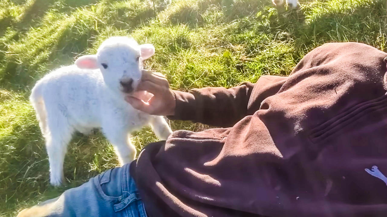 This cute lamb demands to be petted