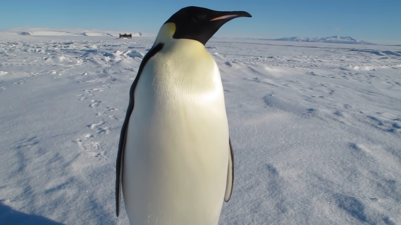 Emperor penguin comes to say hi to the cameraman.
