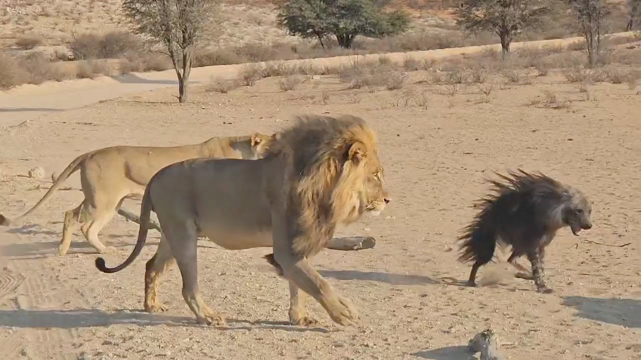 Hyena's Odd Appearance Leaves Lion Pride Perplexed