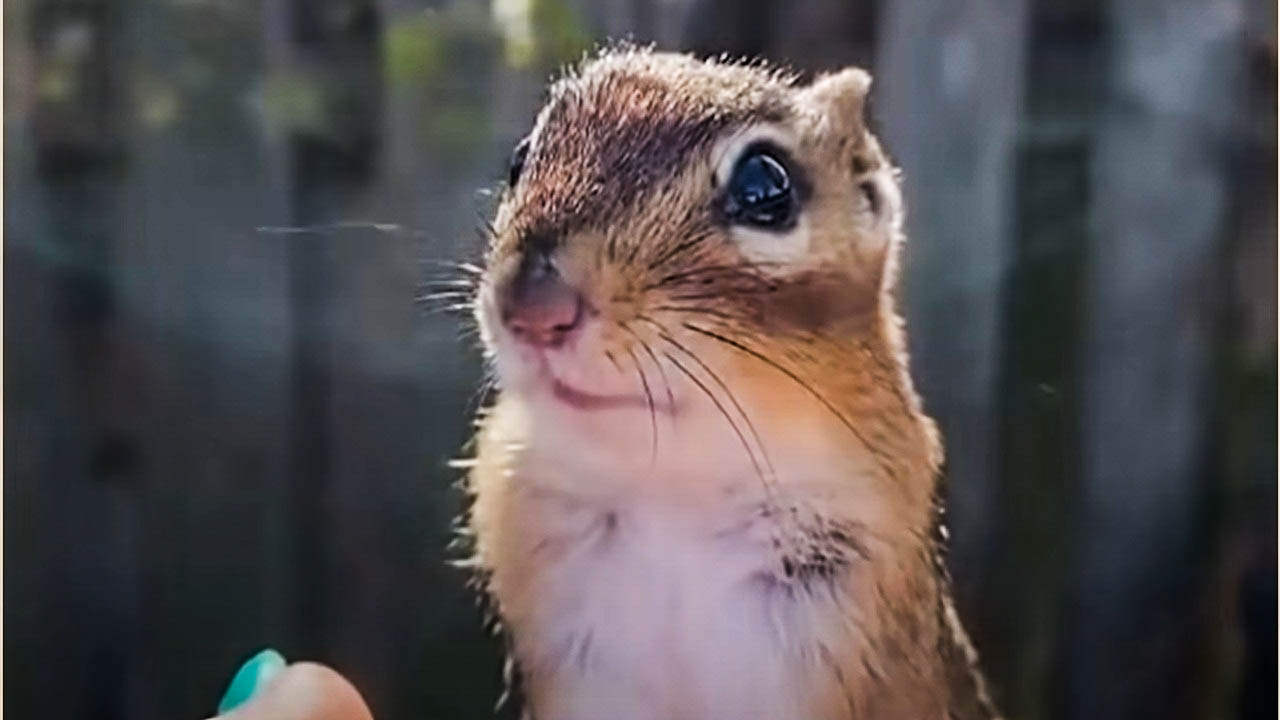 Woman becomes best friends with this very cute chipmunk