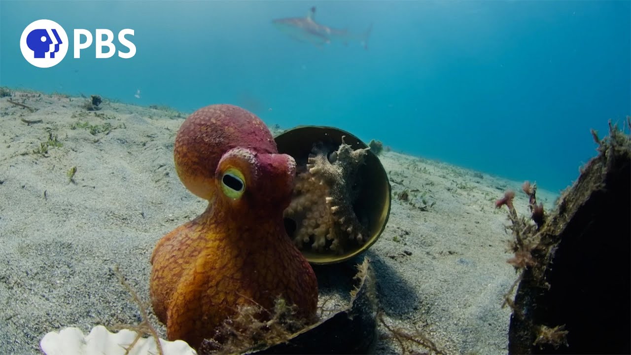 Spy Octopus Helps Friend Hide From Shark Video