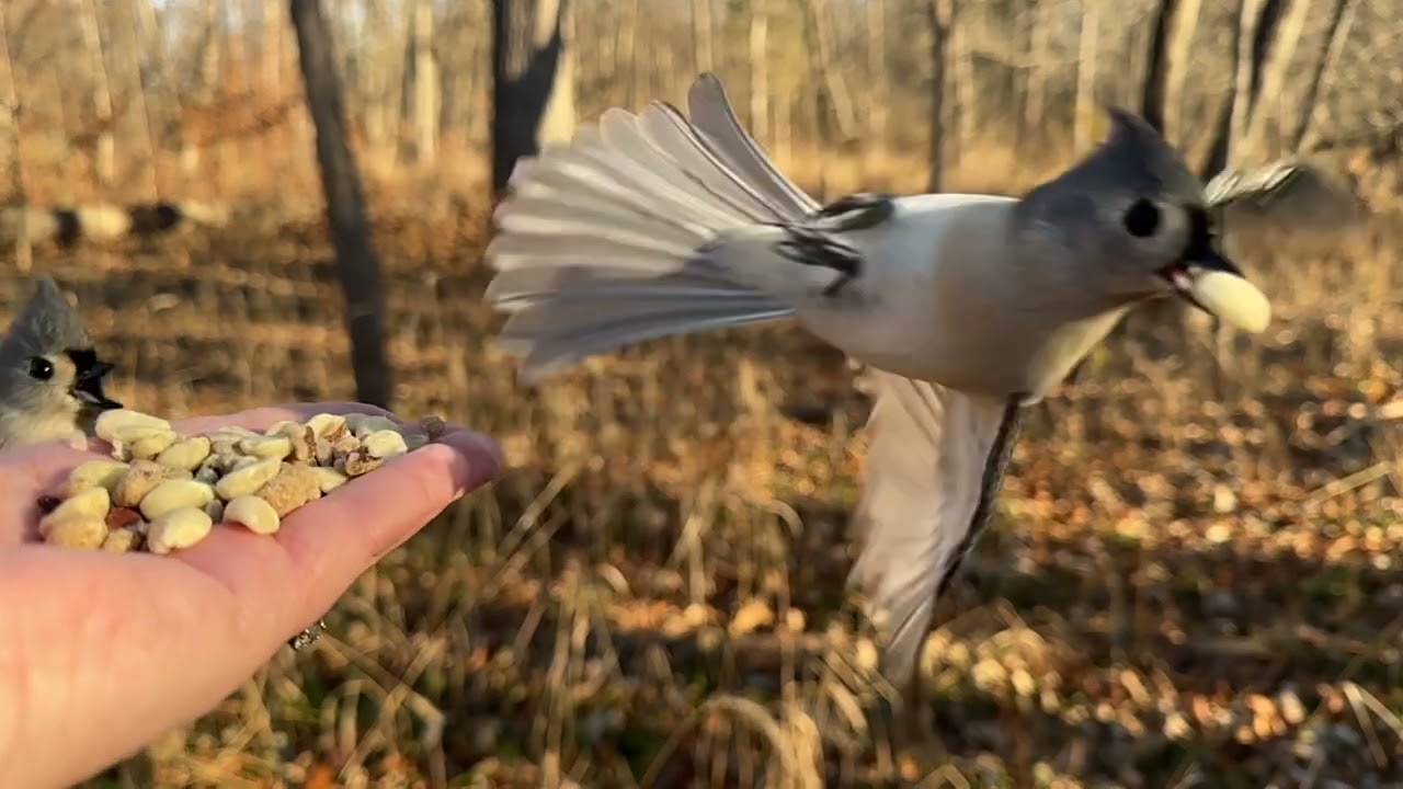 Hand-feeding Birds in Slow Mo - Tufted Titmice