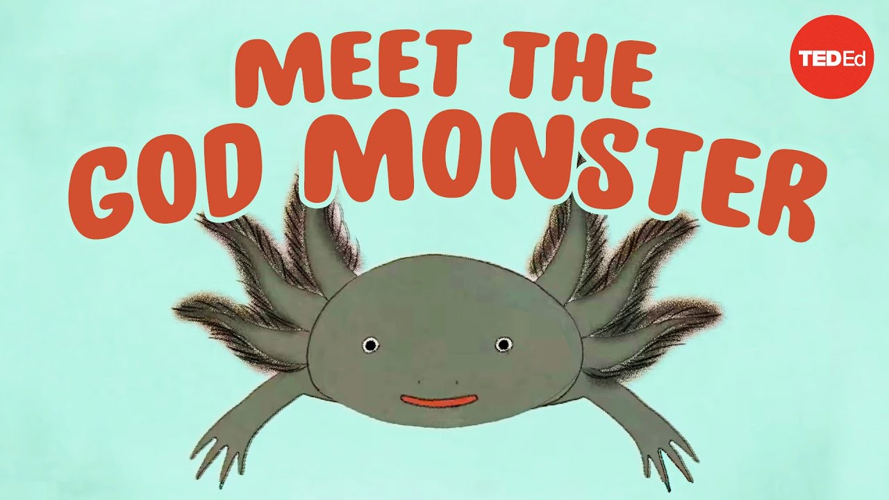 Axolotls: The salamanders that snack on each other (but don't die)