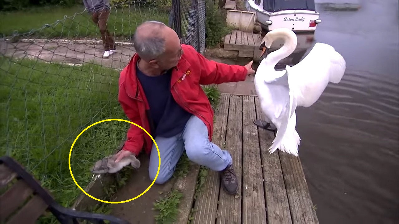 Rescuer saves a trapped cygnet despite protective swan dad's defensive swipes. A few bruises, but a happy family reunion!