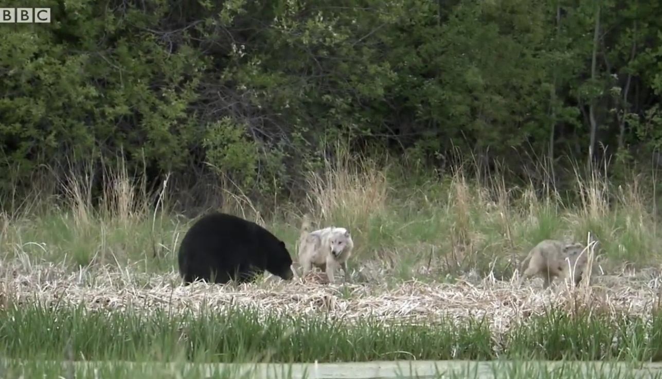 Wolves Distract Bear To Protect Pups