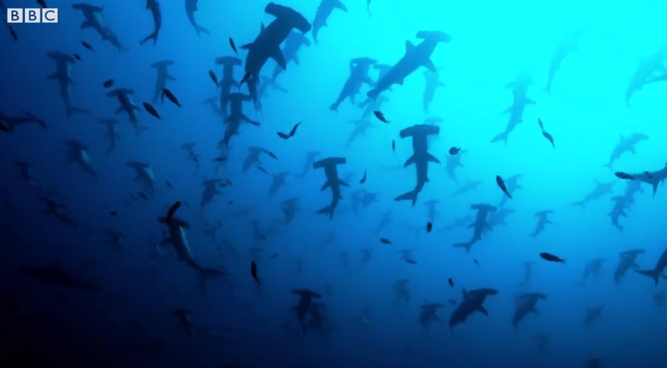 Beautiful Sight Of Hammerhead Sharks