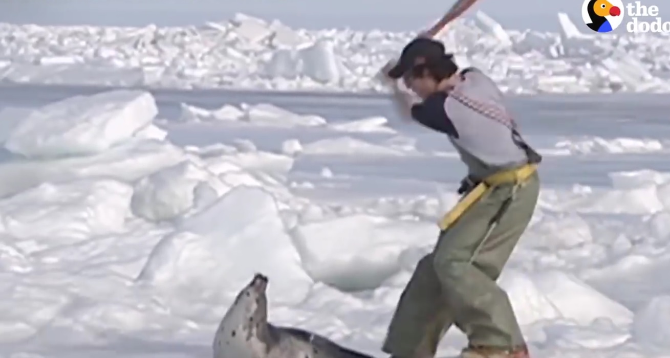 Baby Seals Hunted For Fur