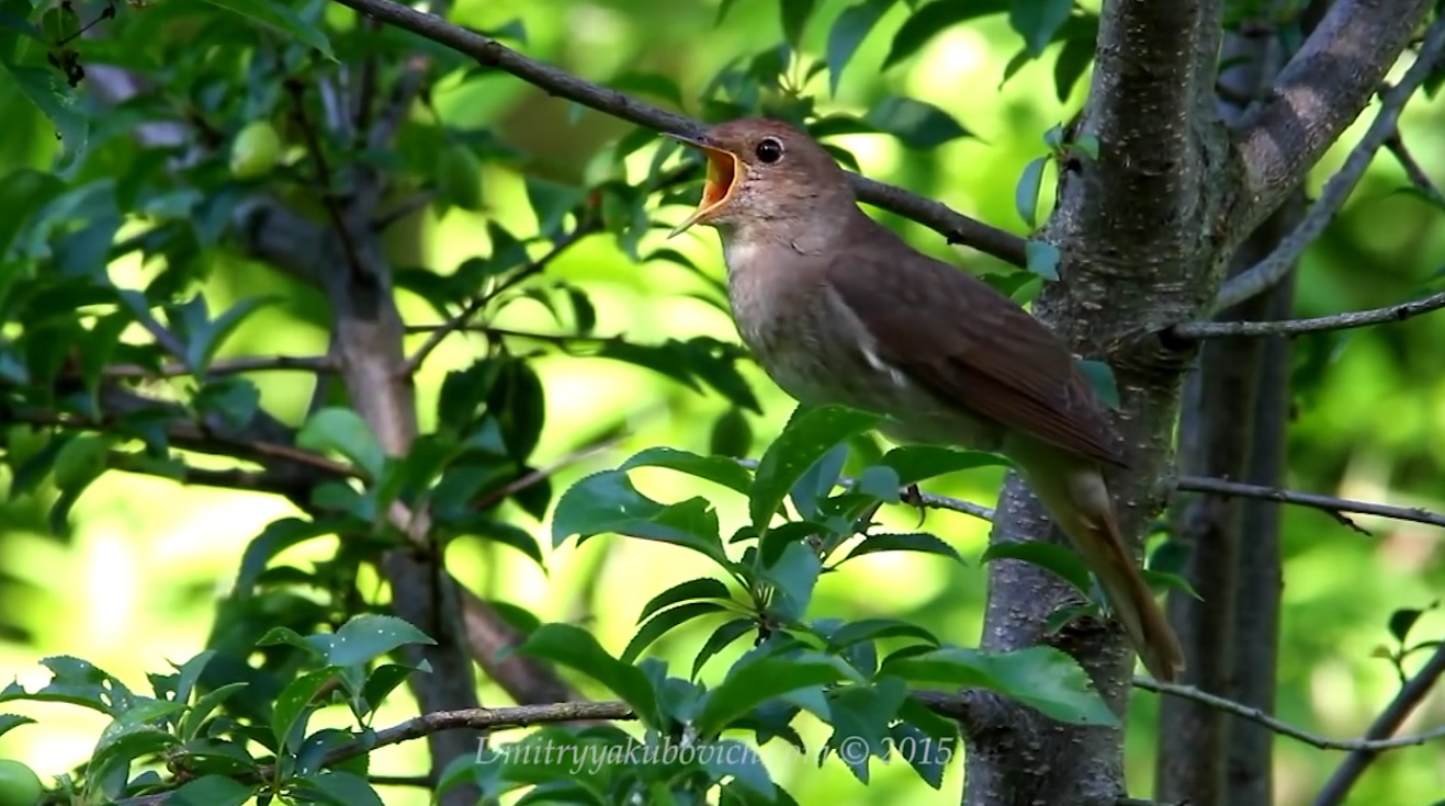 Nightingale Sounds On A Spring Day