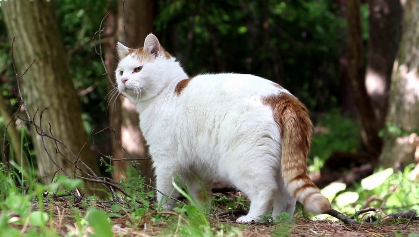 Cat Goes For Walk In Forest