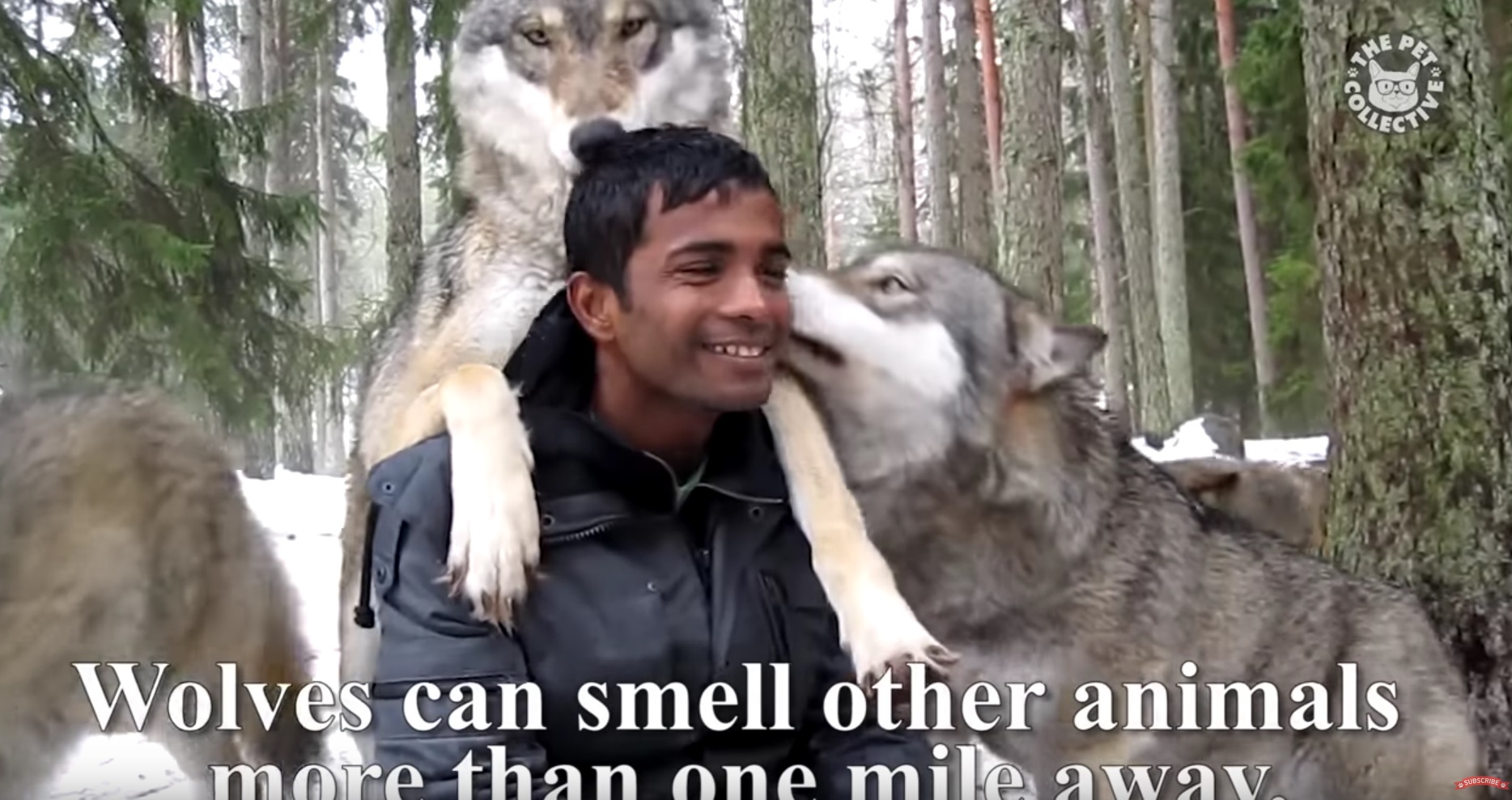 Interesting Facts About Wolves