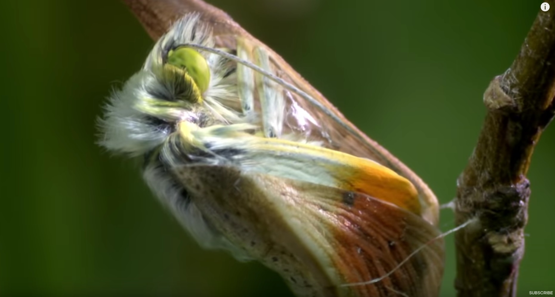 Amazing Butterfly Hatching