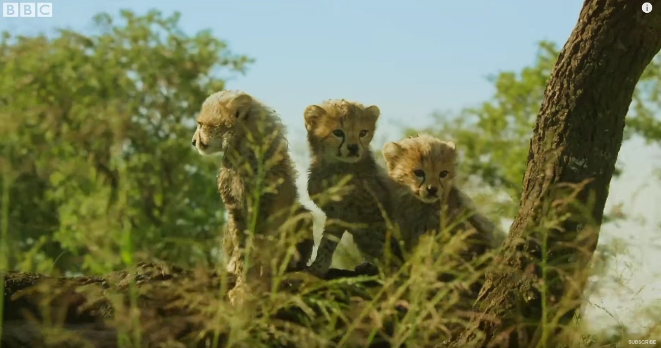 Serengeti: Trailer