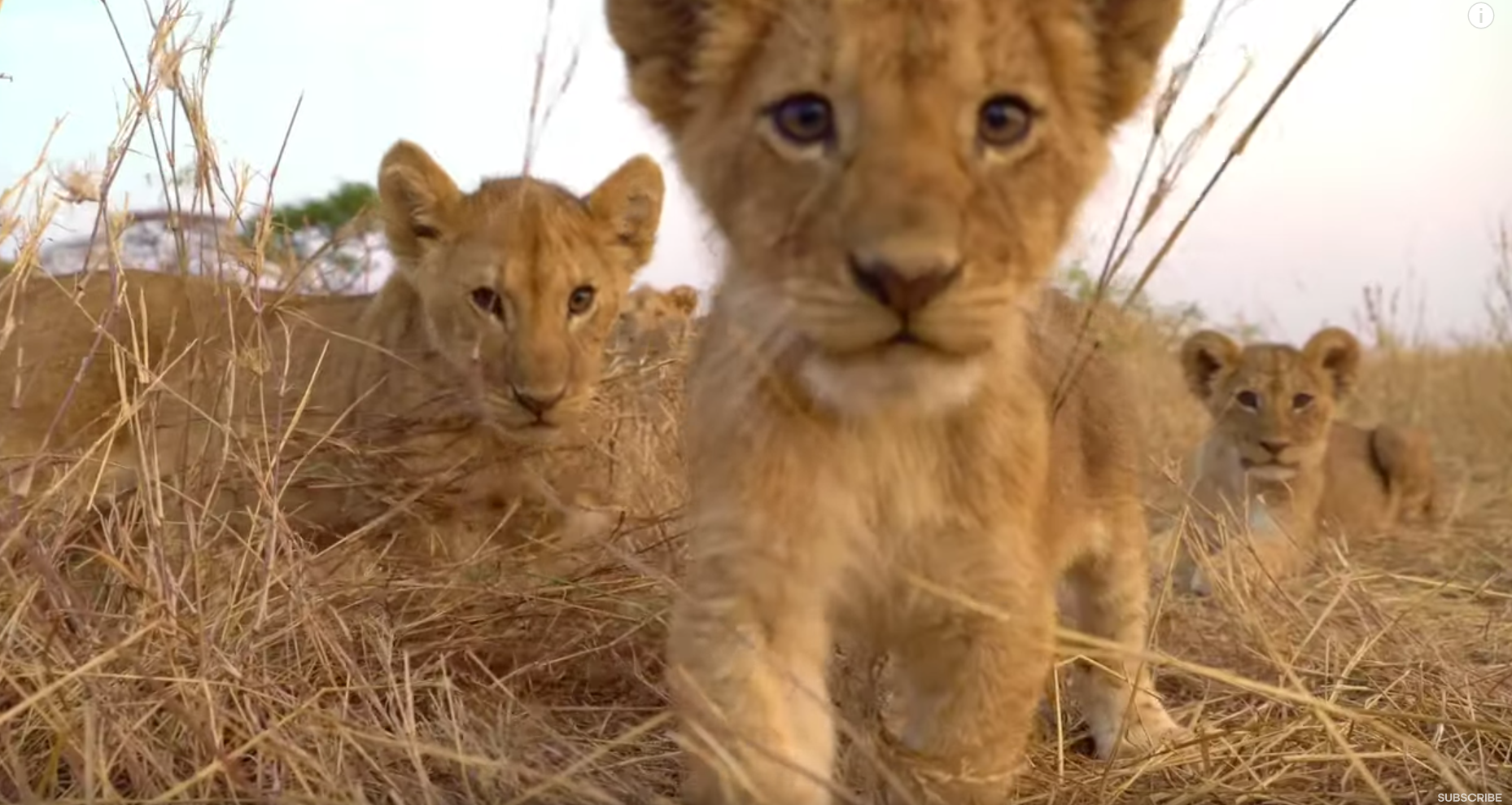 Lion Cubs Playing With Spy Cam