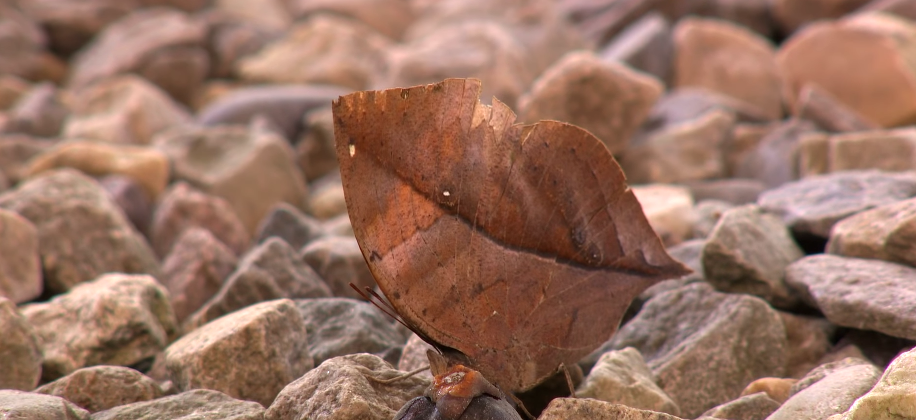 Oakleaf Butterfly - The Master Of Camouflage