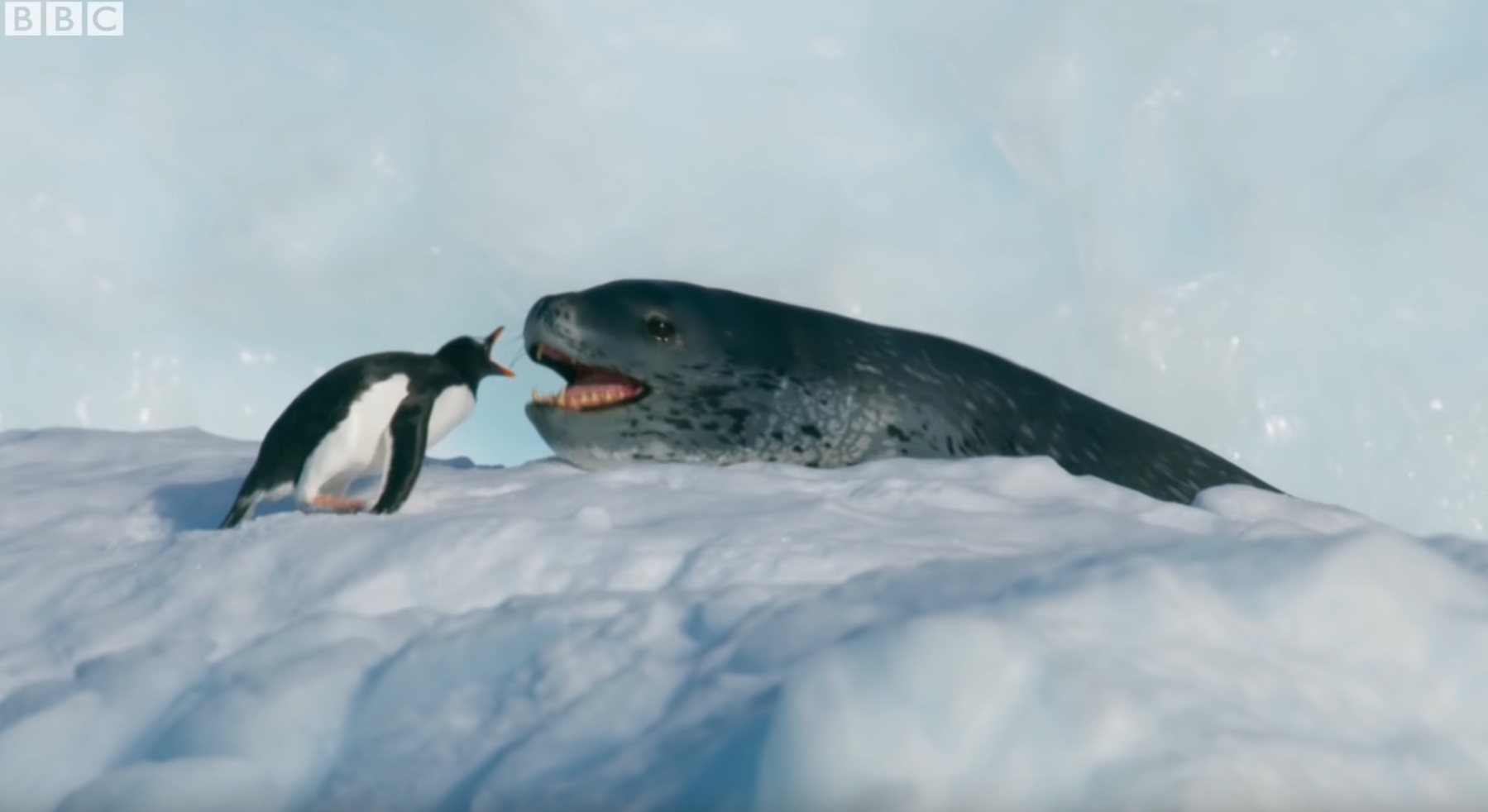 Tiny Penguin Vs Leopard Seal