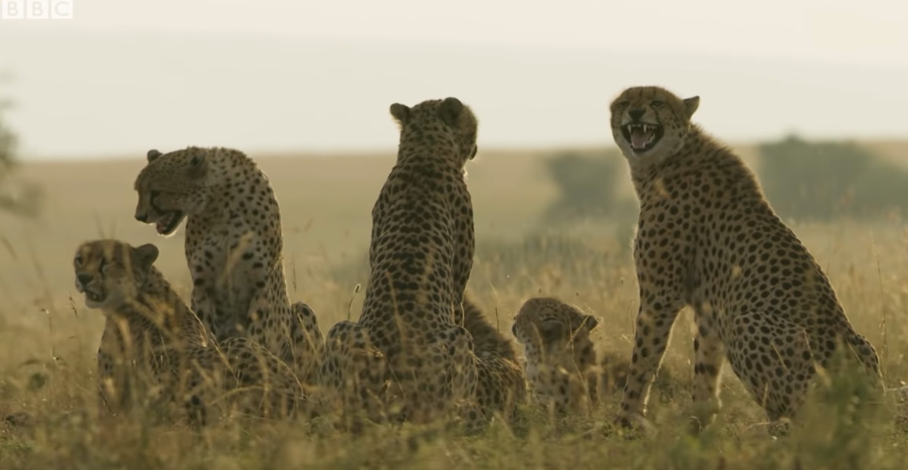 Rare Group Of 8 Cheetah