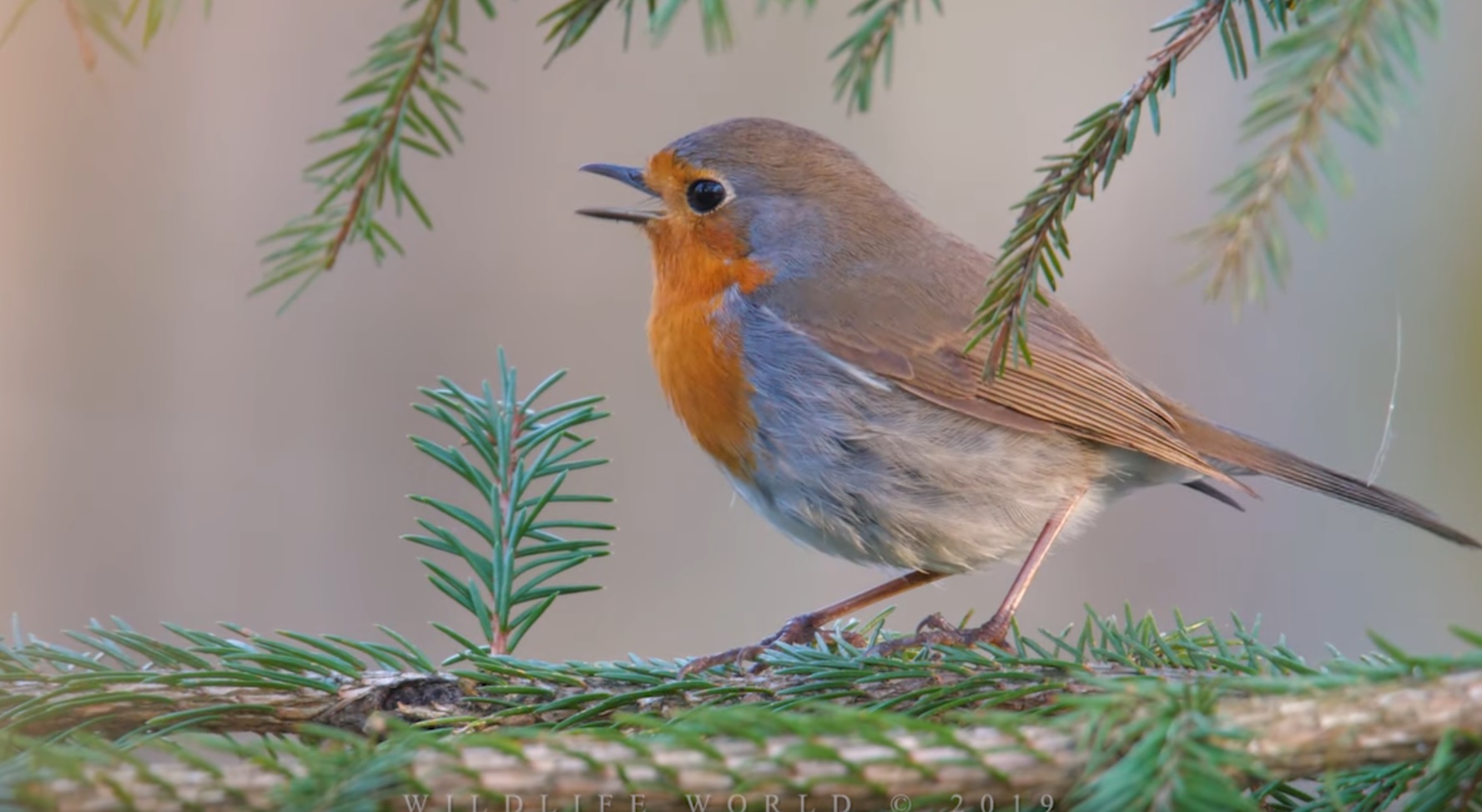 Robin Singing In Spring Forest