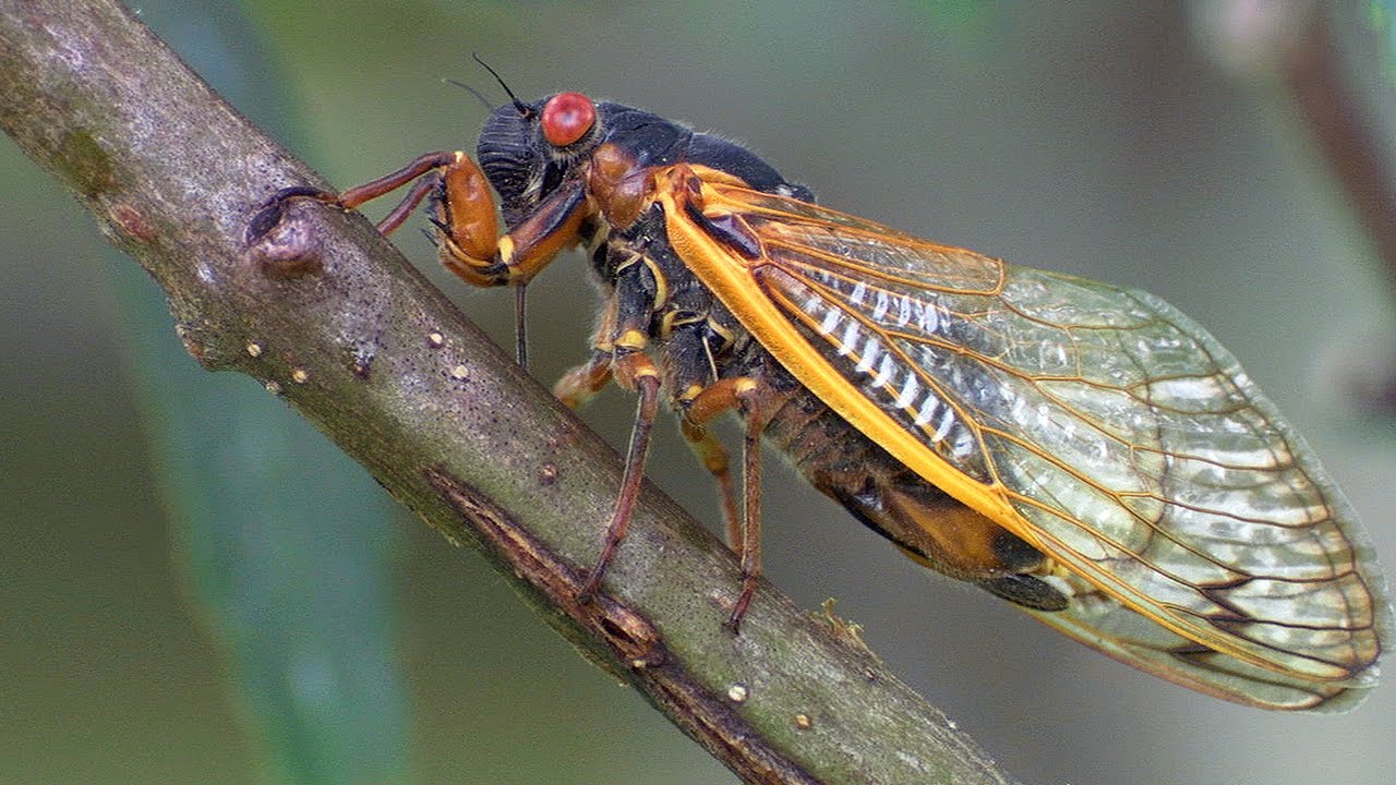 Cicadas 17 Year Sleep Cycle
