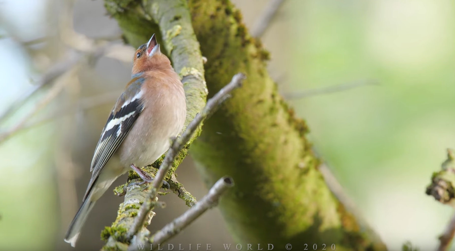 Common Chaffinch Singing