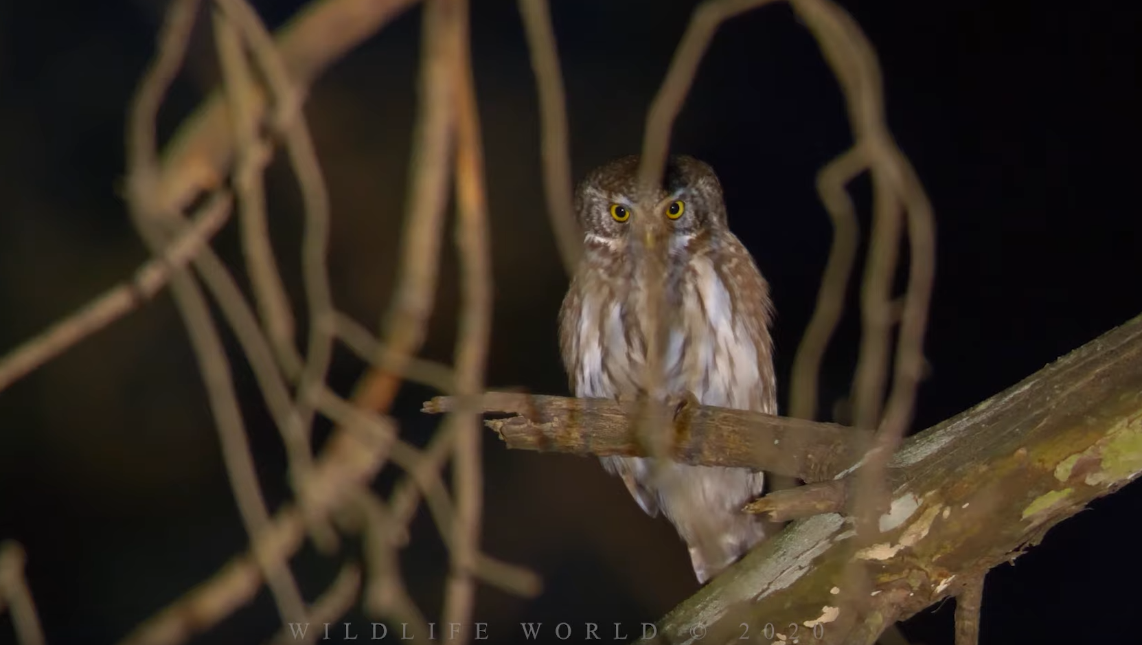 Pygmy Owl Singing In The Night