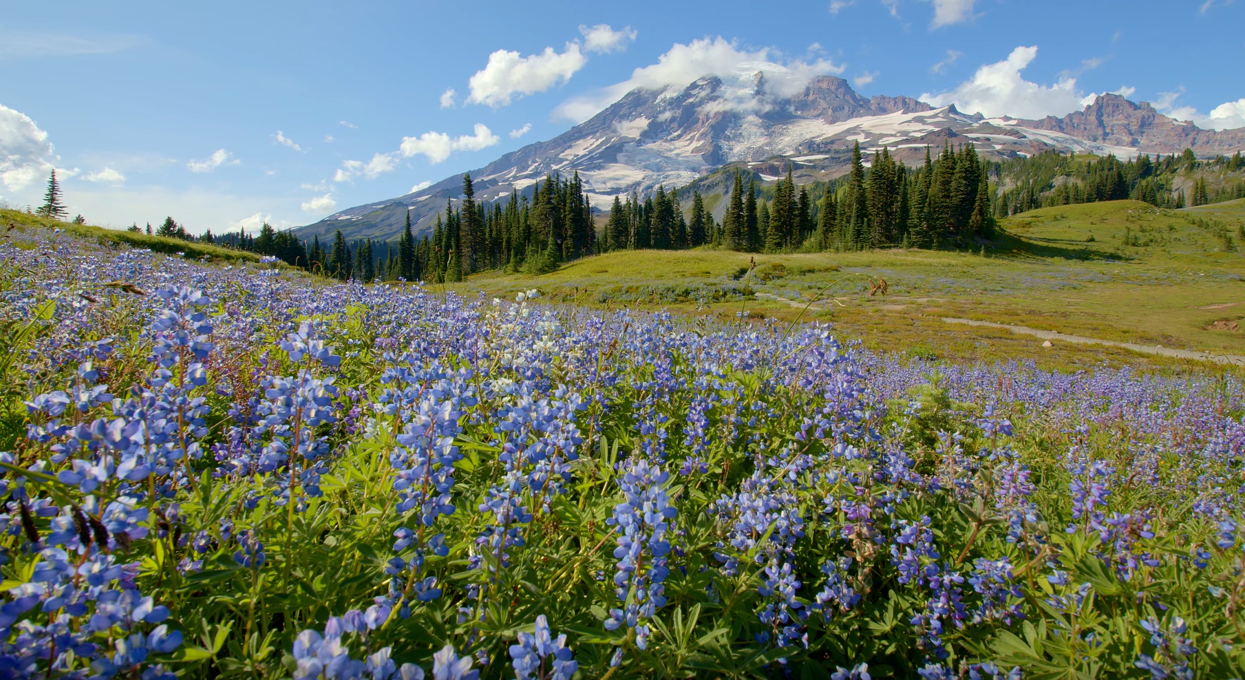 Wildflowers of Mt. Rainier