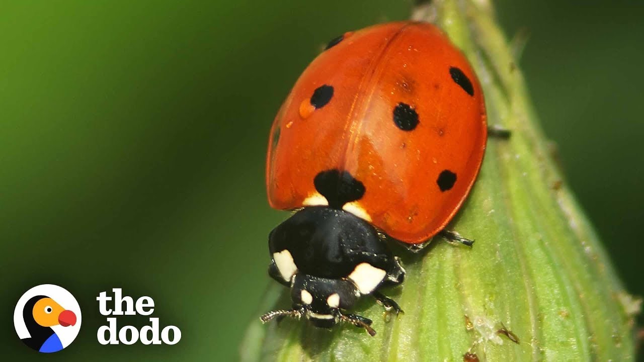 Life Cycle Of A Ladybug