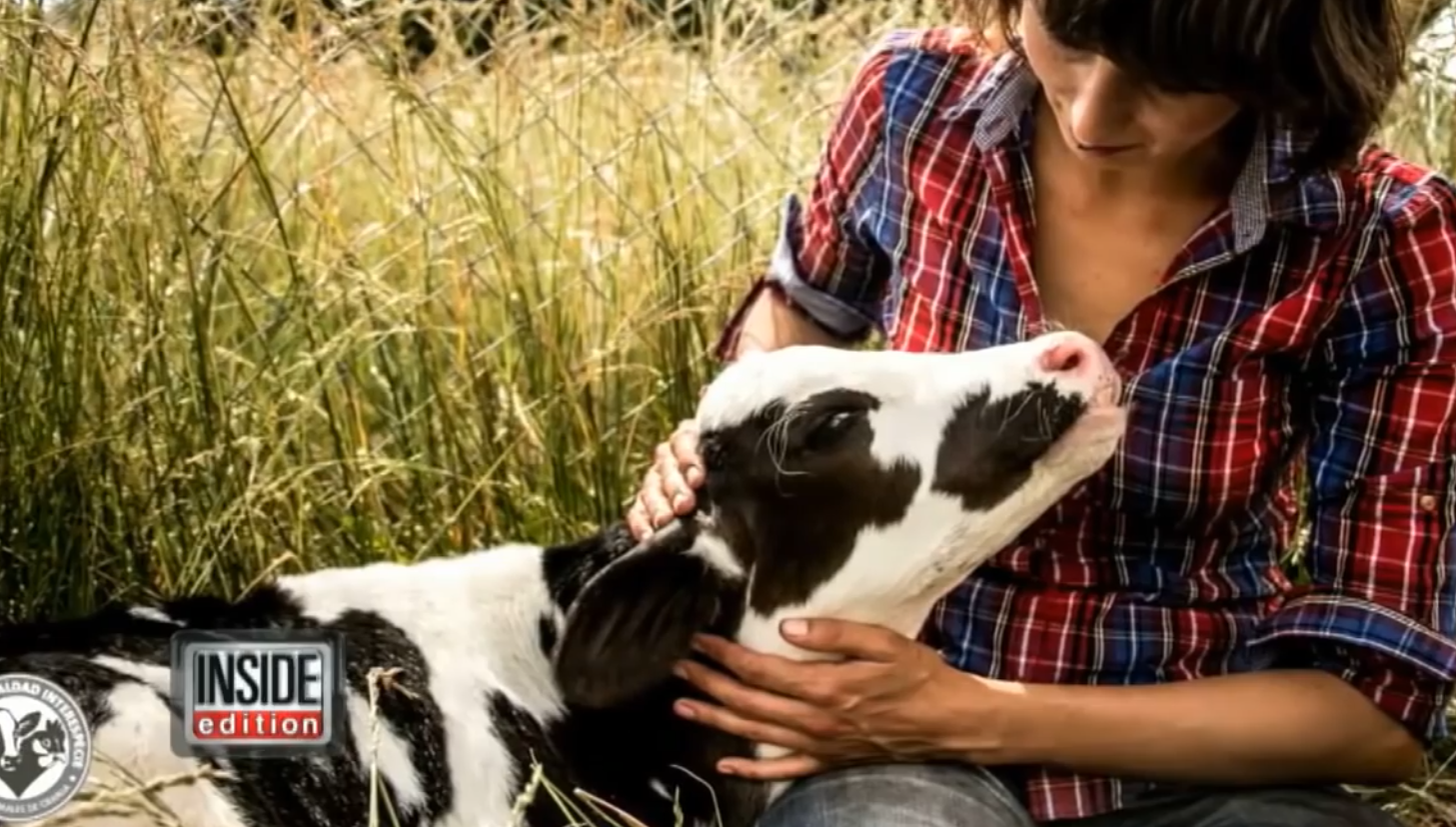Rescued Dairy Calf Loves Affection