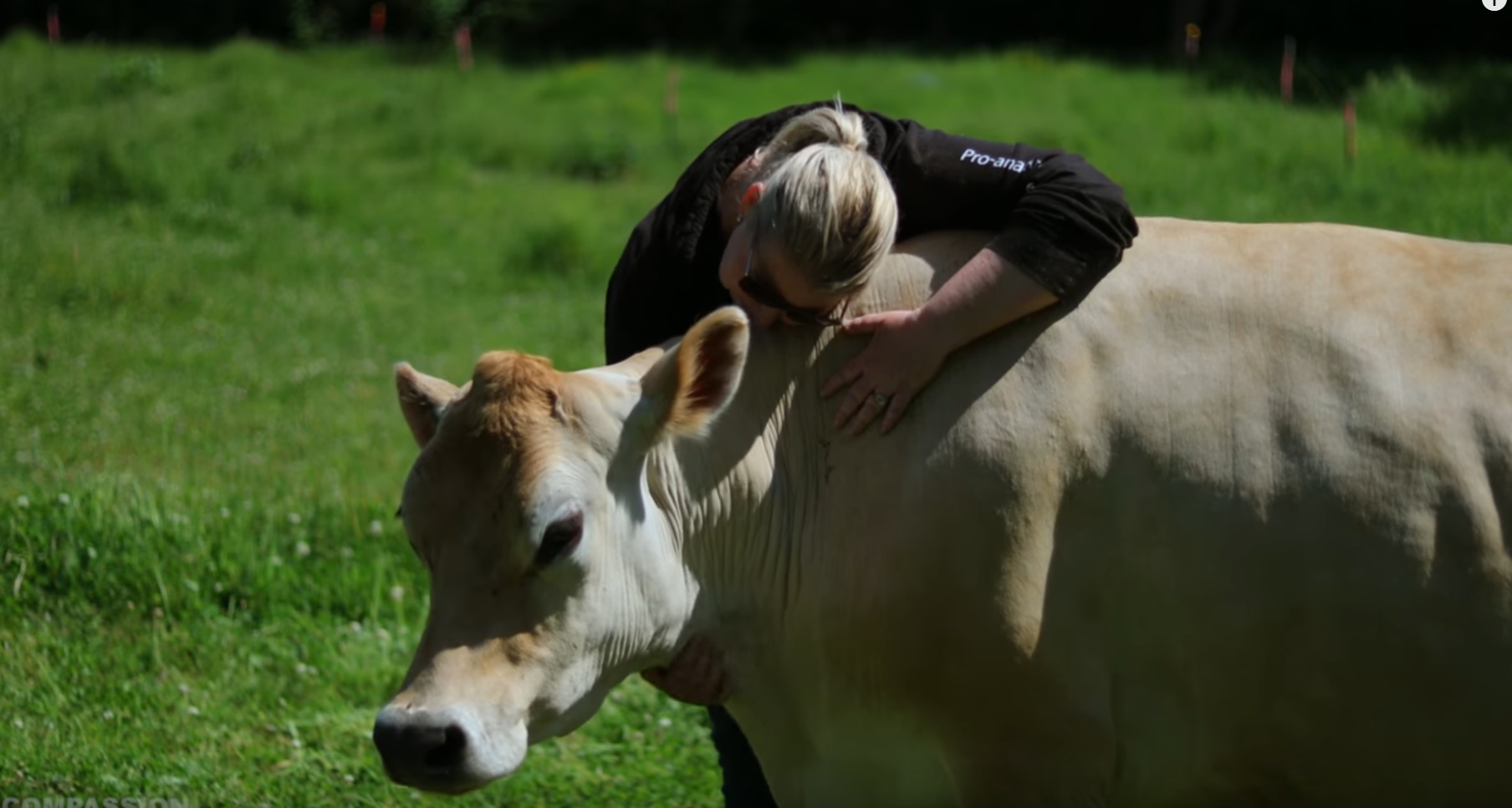 Meet Daisy, The Rescued Dairy Cow