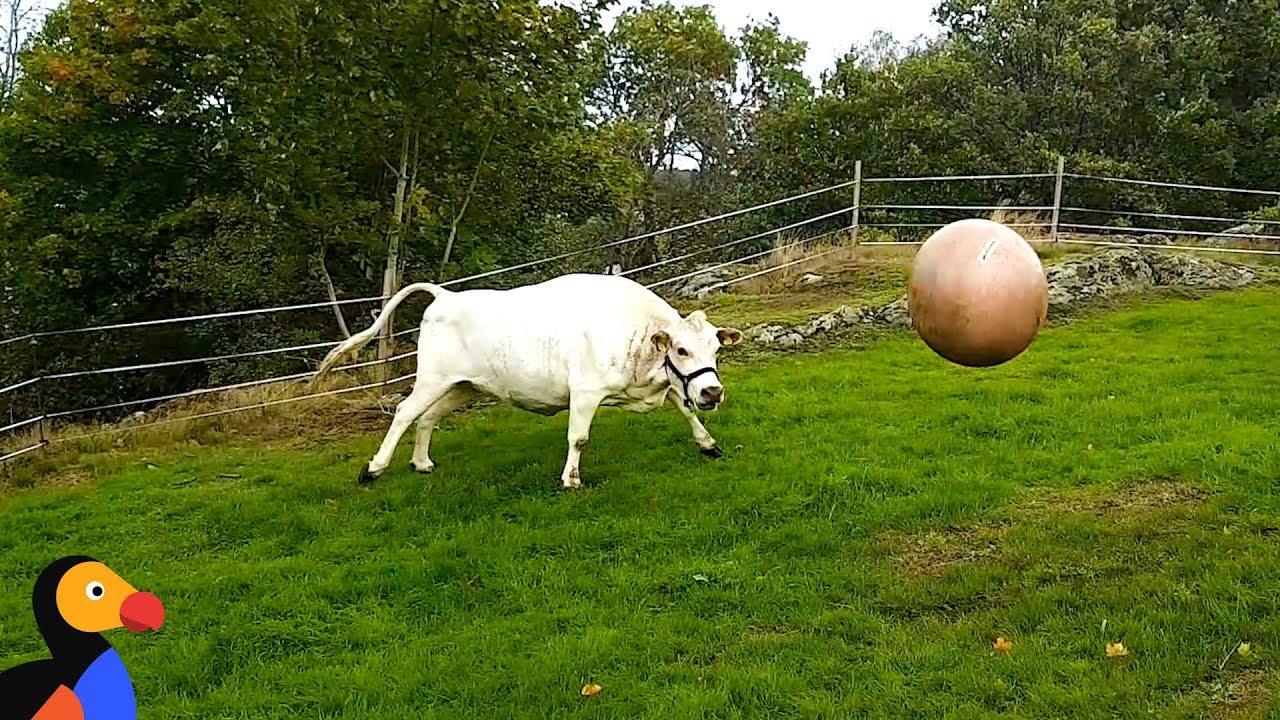 Cute Cow Plays Fetch