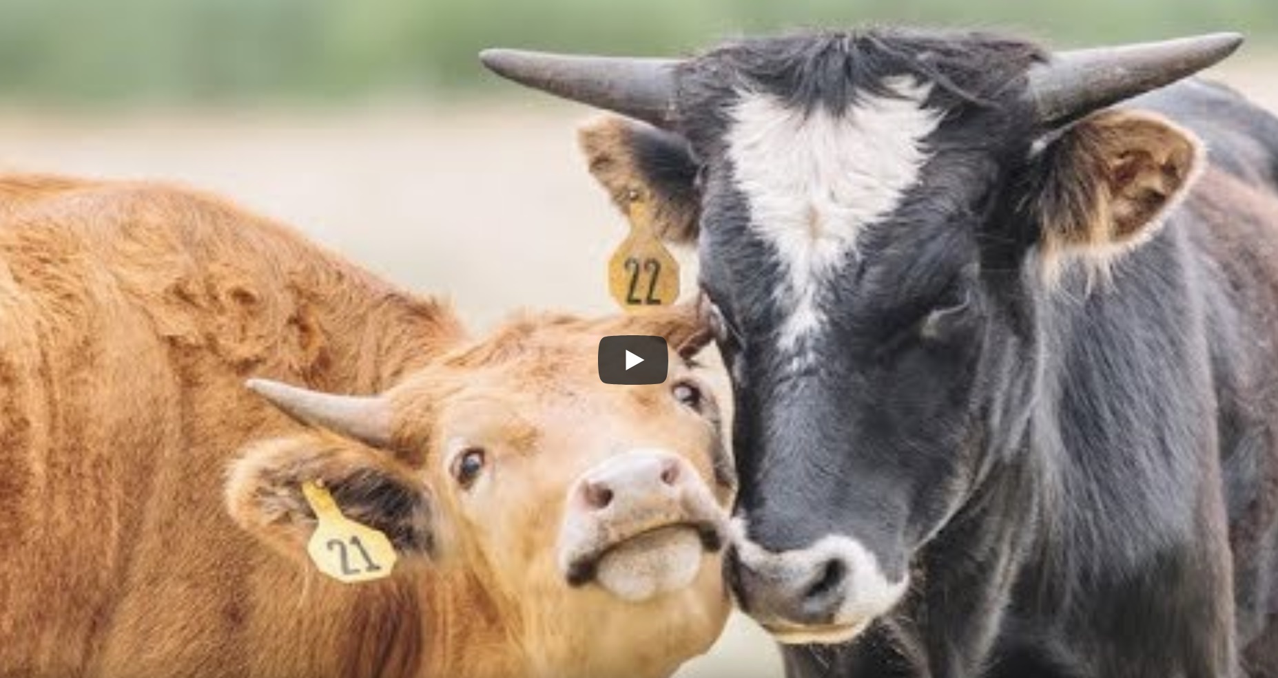 Cute Smart Cows Compilation