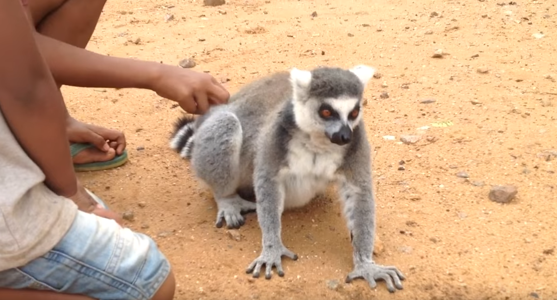 Lemur Wants Back Scratches