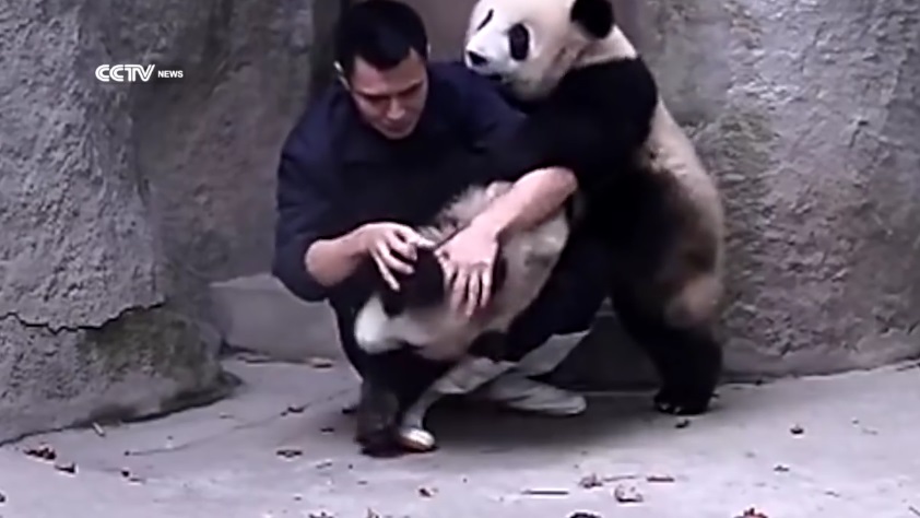 Clingy Pandas Don't Want Their Medicine