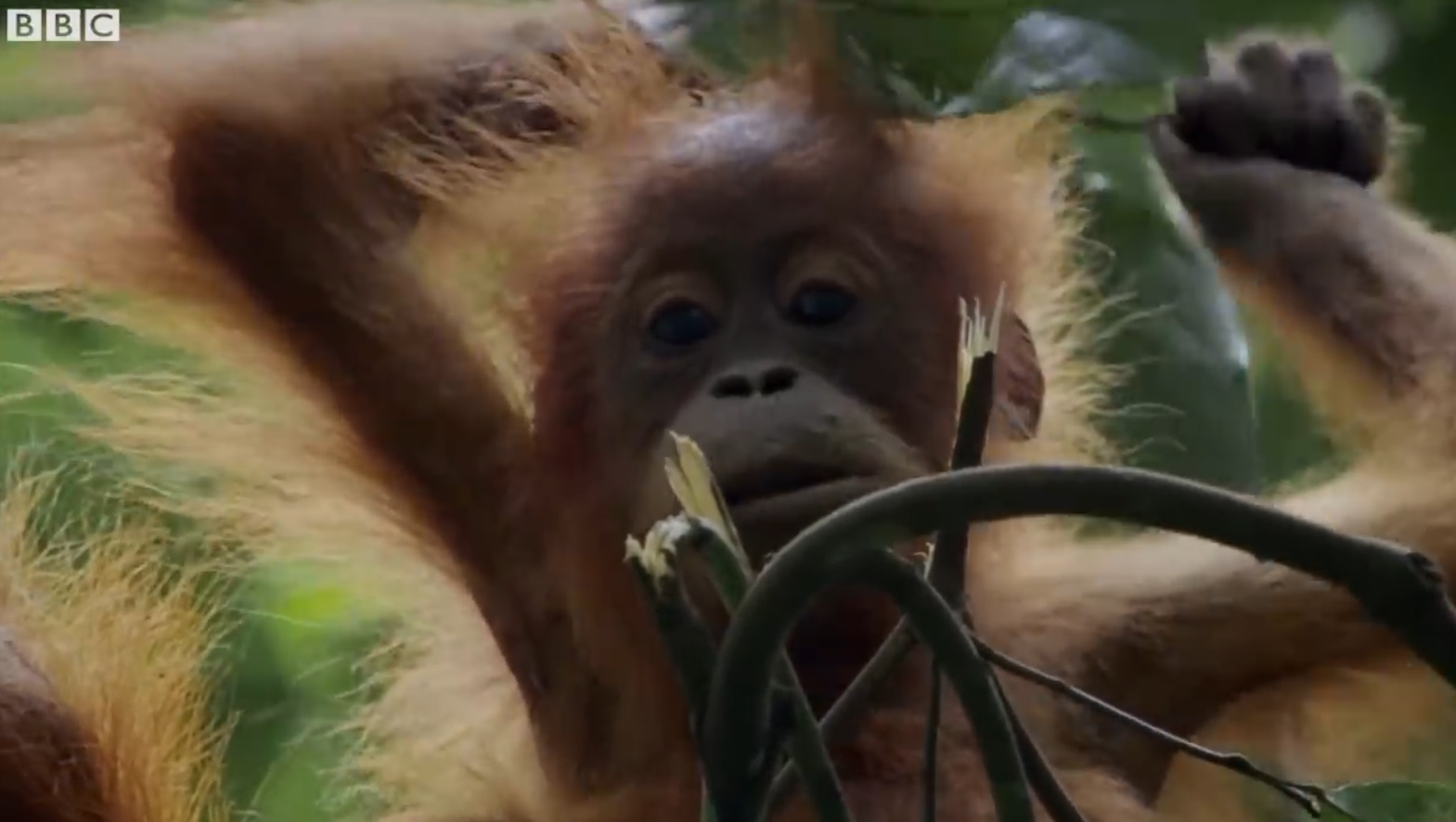 Mother Orangutan Teaching Daugter