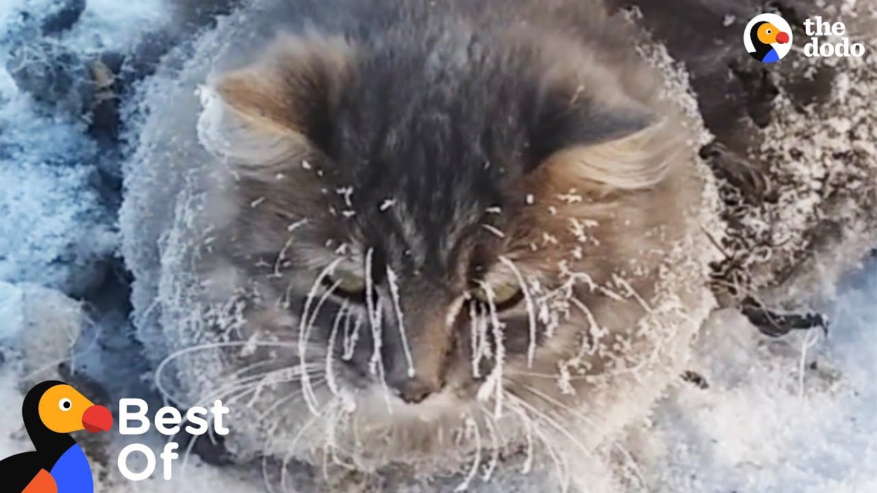 Frozen Animals Rescues