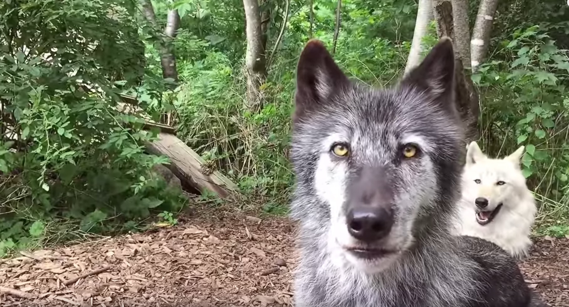 Wolves Howl