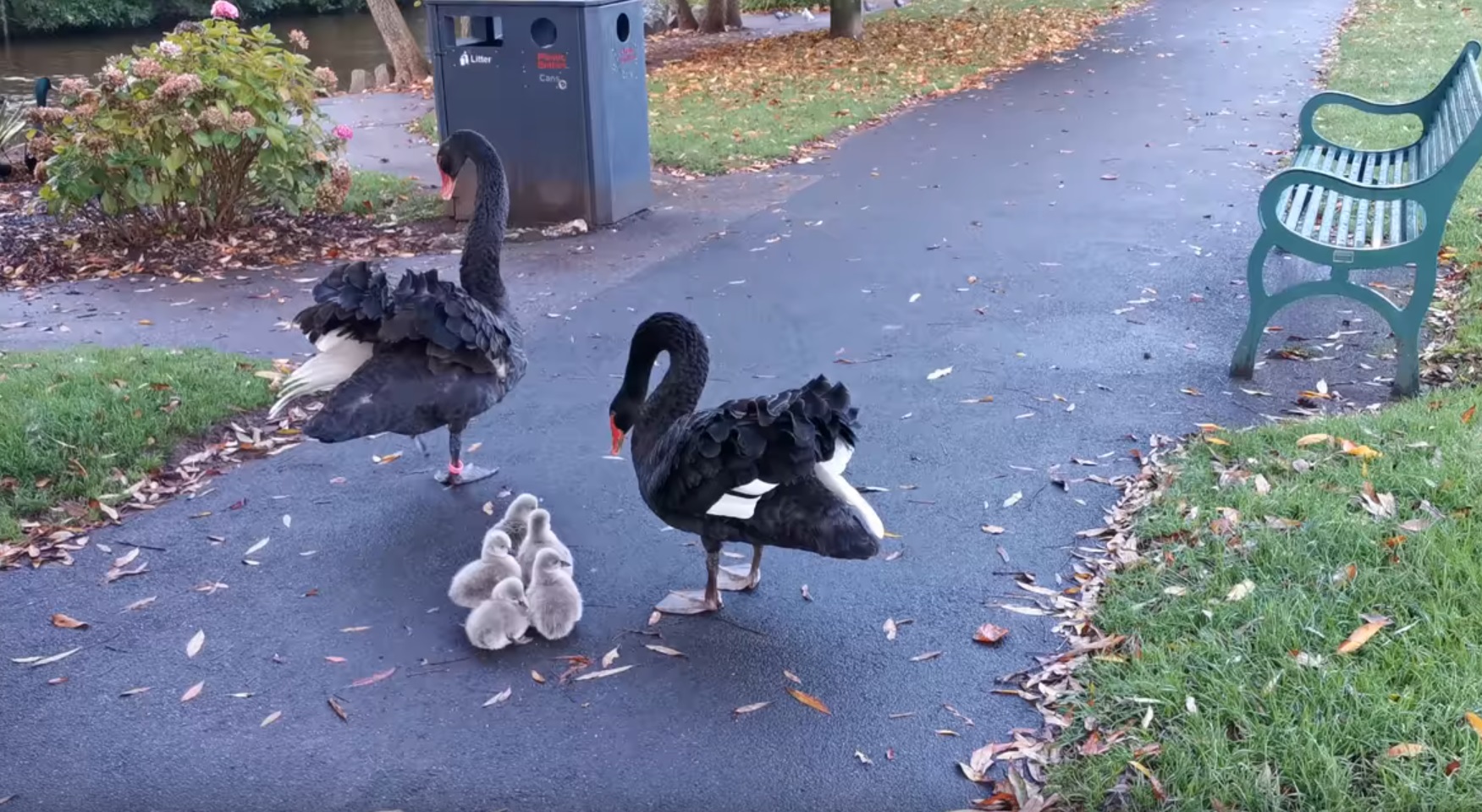 Black Swan Family Enter Waters