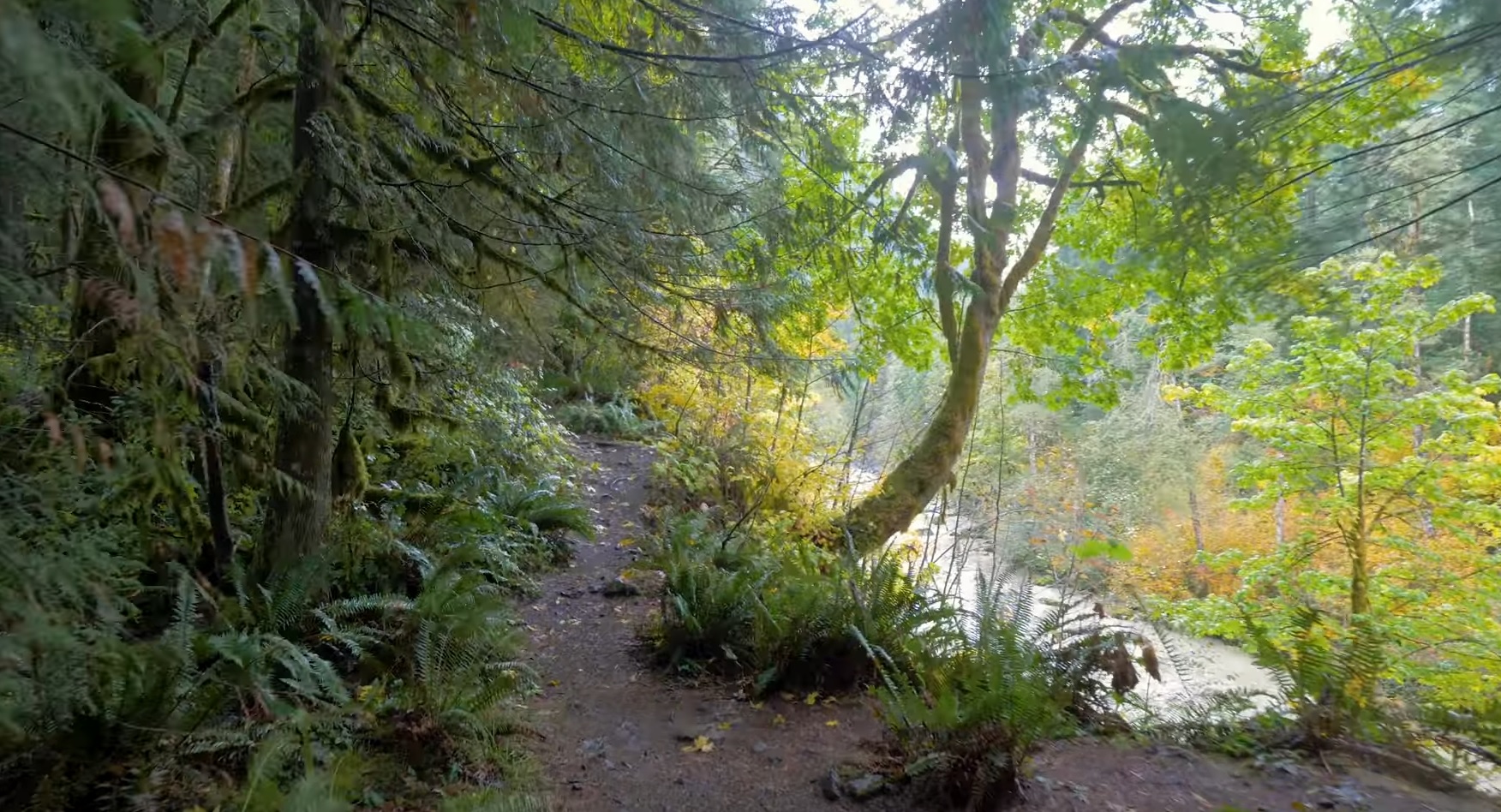 Relaxing Trail Walk In Autumn
