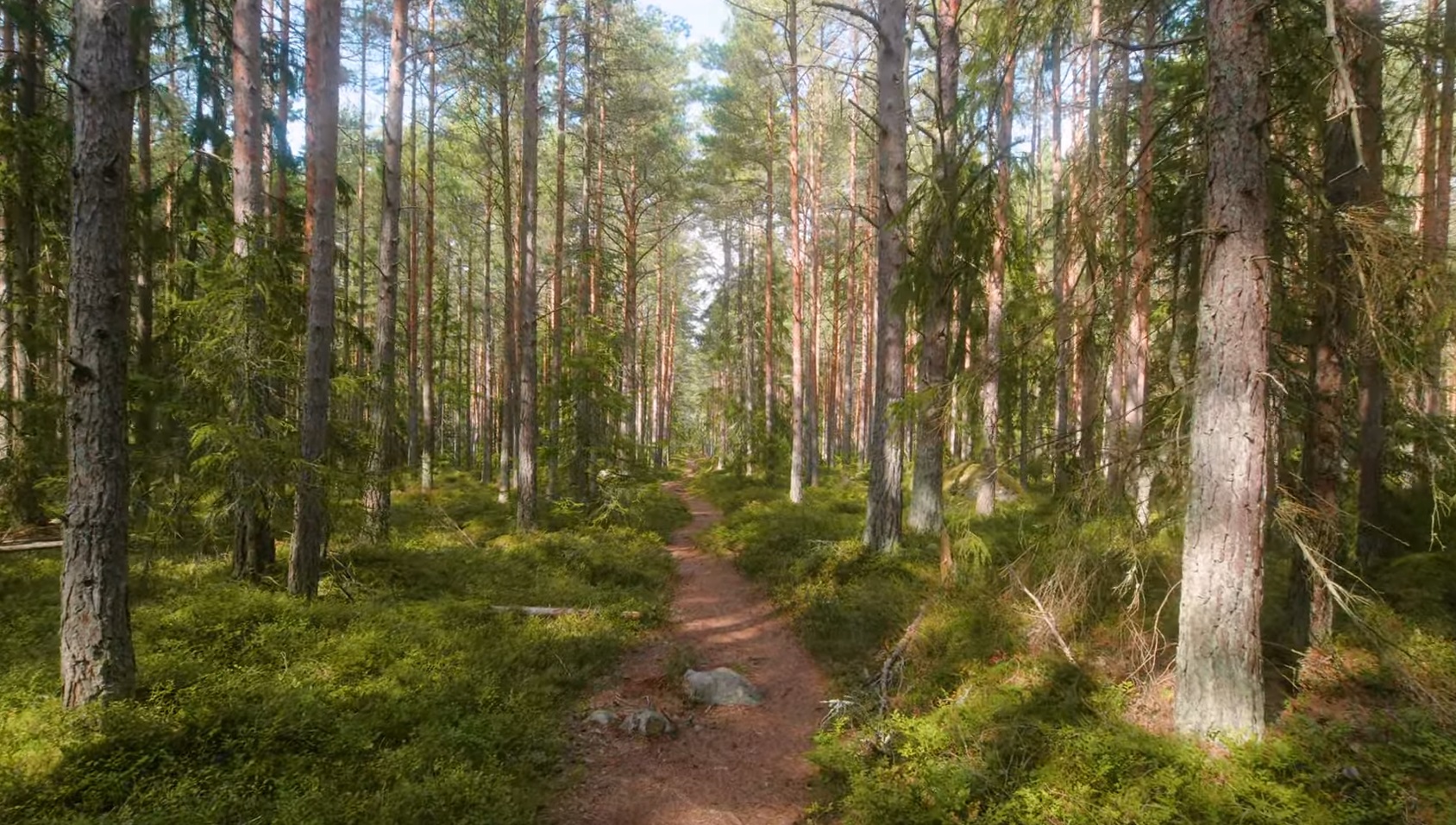 Estonia Trail And Forest Walk
