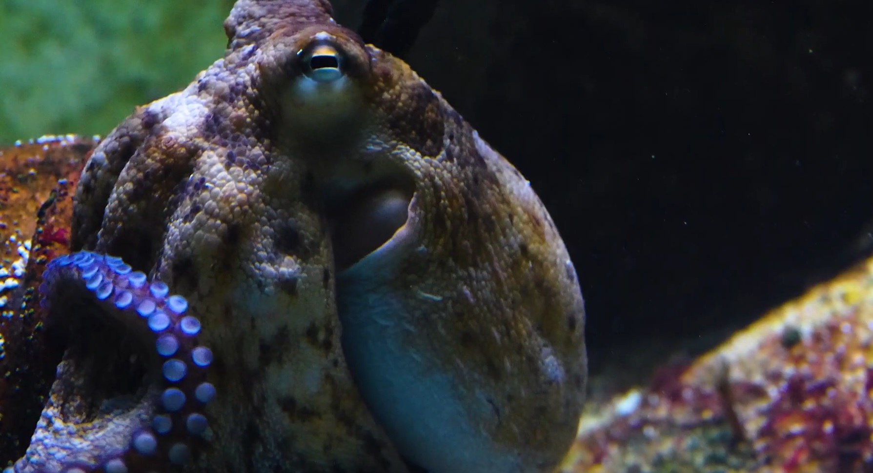 The Facinating Biology Of The Octopus