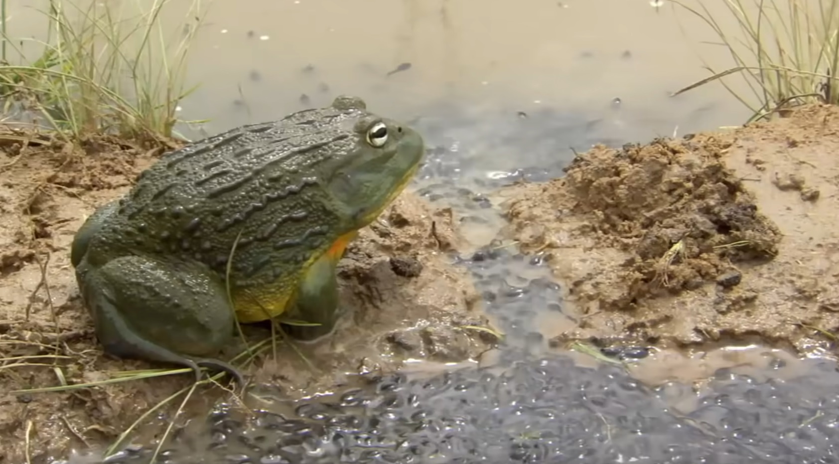 Bullfrog Dad Digs A Channel For His Tadpoles