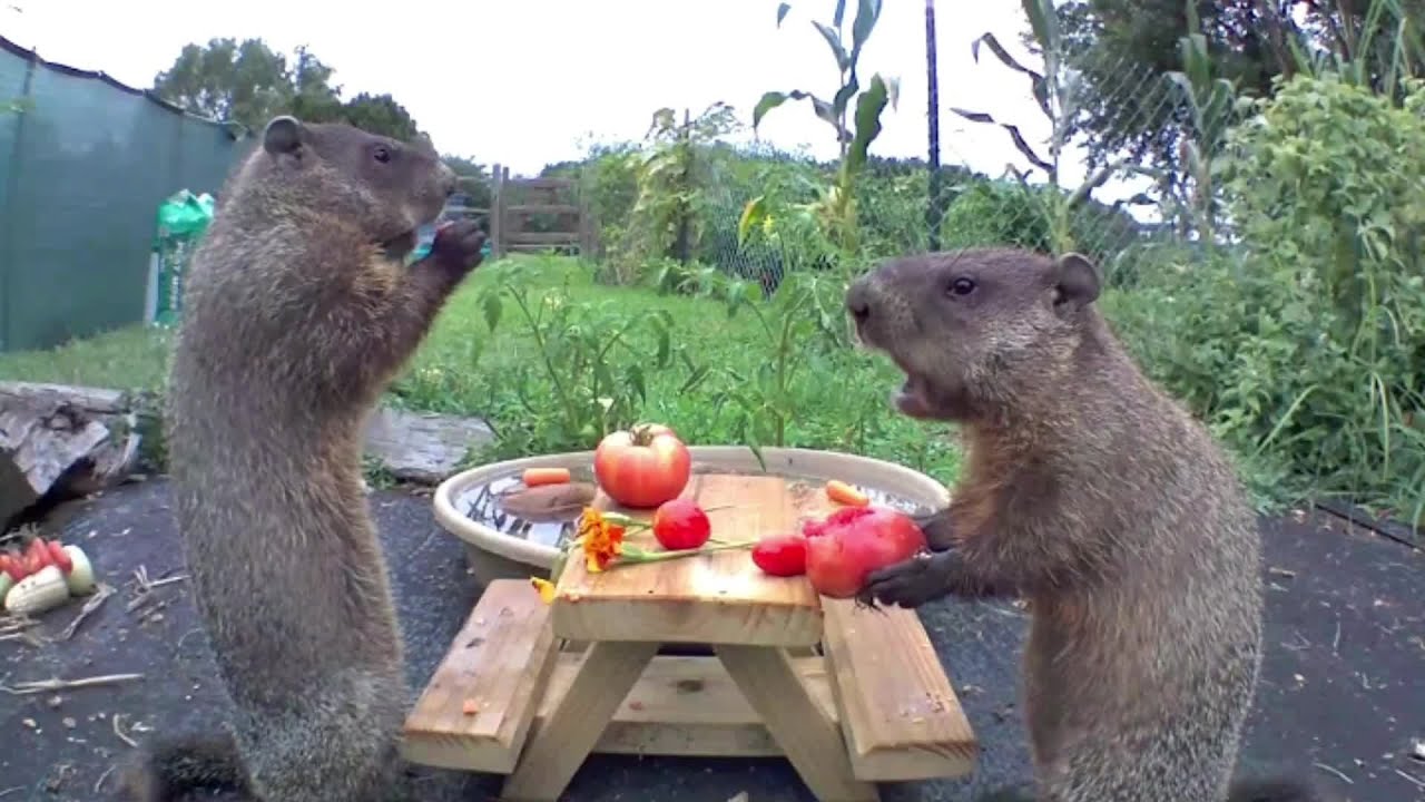 Groundhogs Enjoy Meal Time 