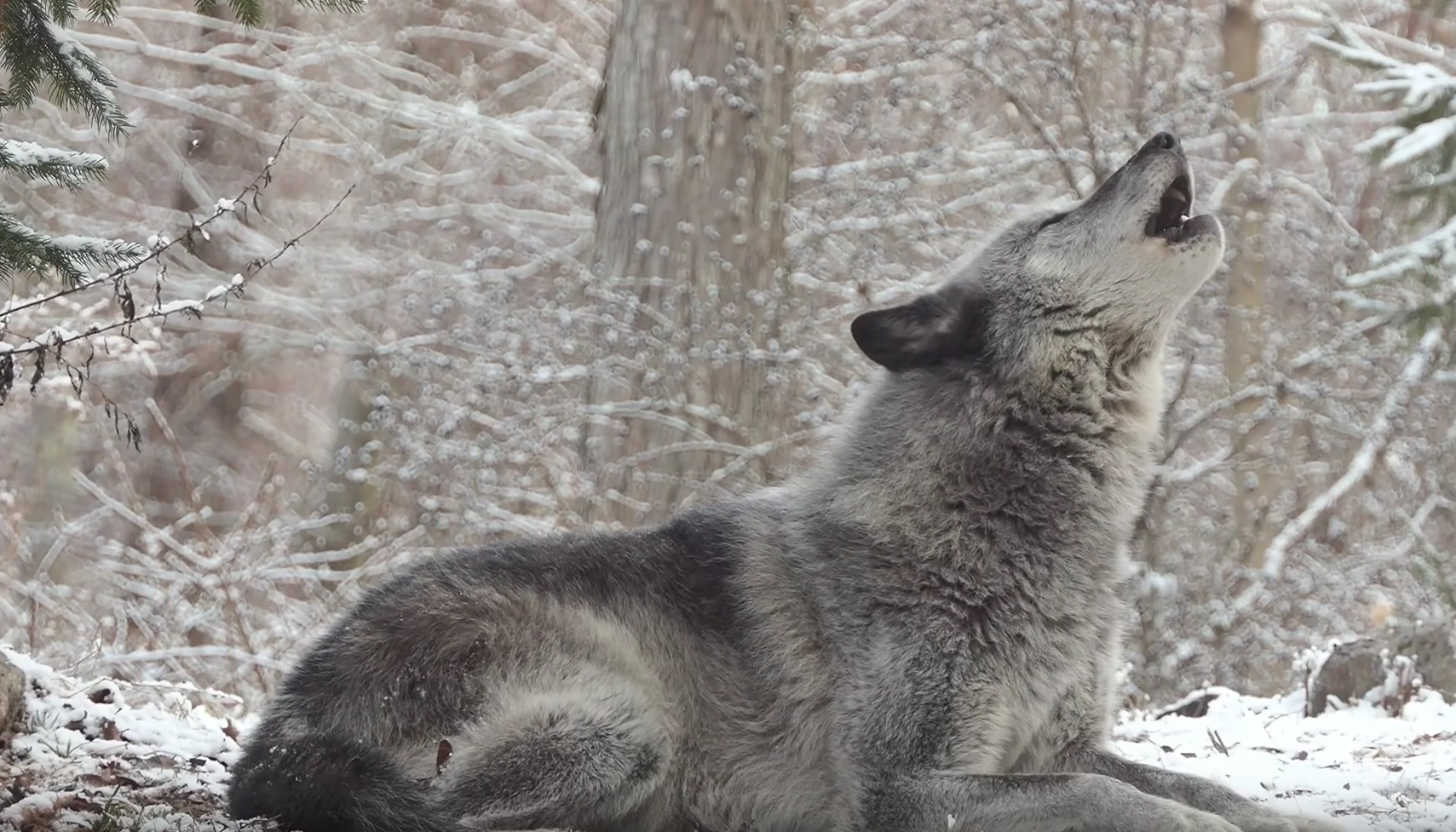 Wolf's Howl Gets Reaction From Other 50 Wolves