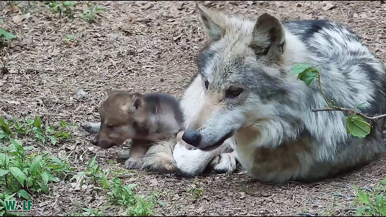 Adorable Wolf Pups Annoying Dad