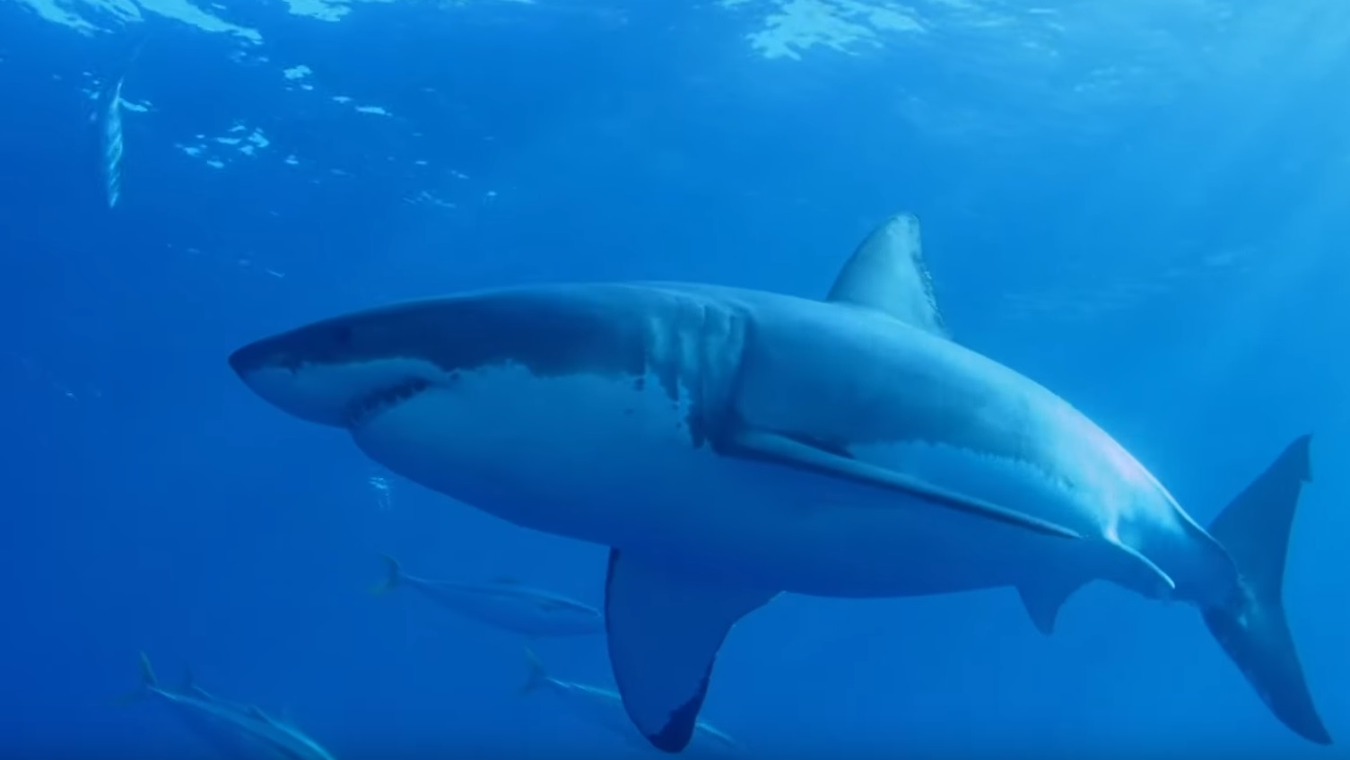Why Sharks Are Apex Predators