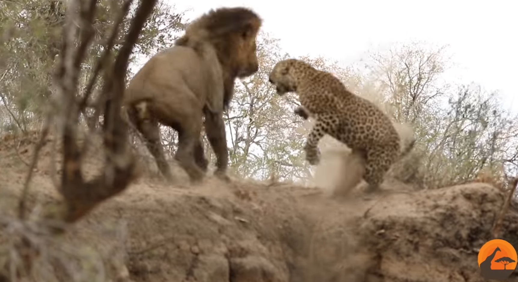 Male Lion Stalks Leopard