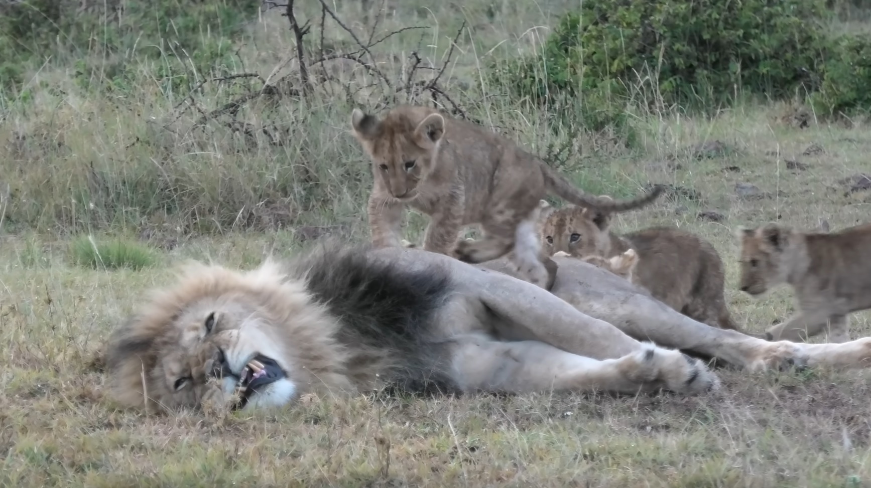 Lion Cubs Annoy Their Sleeping Fathers