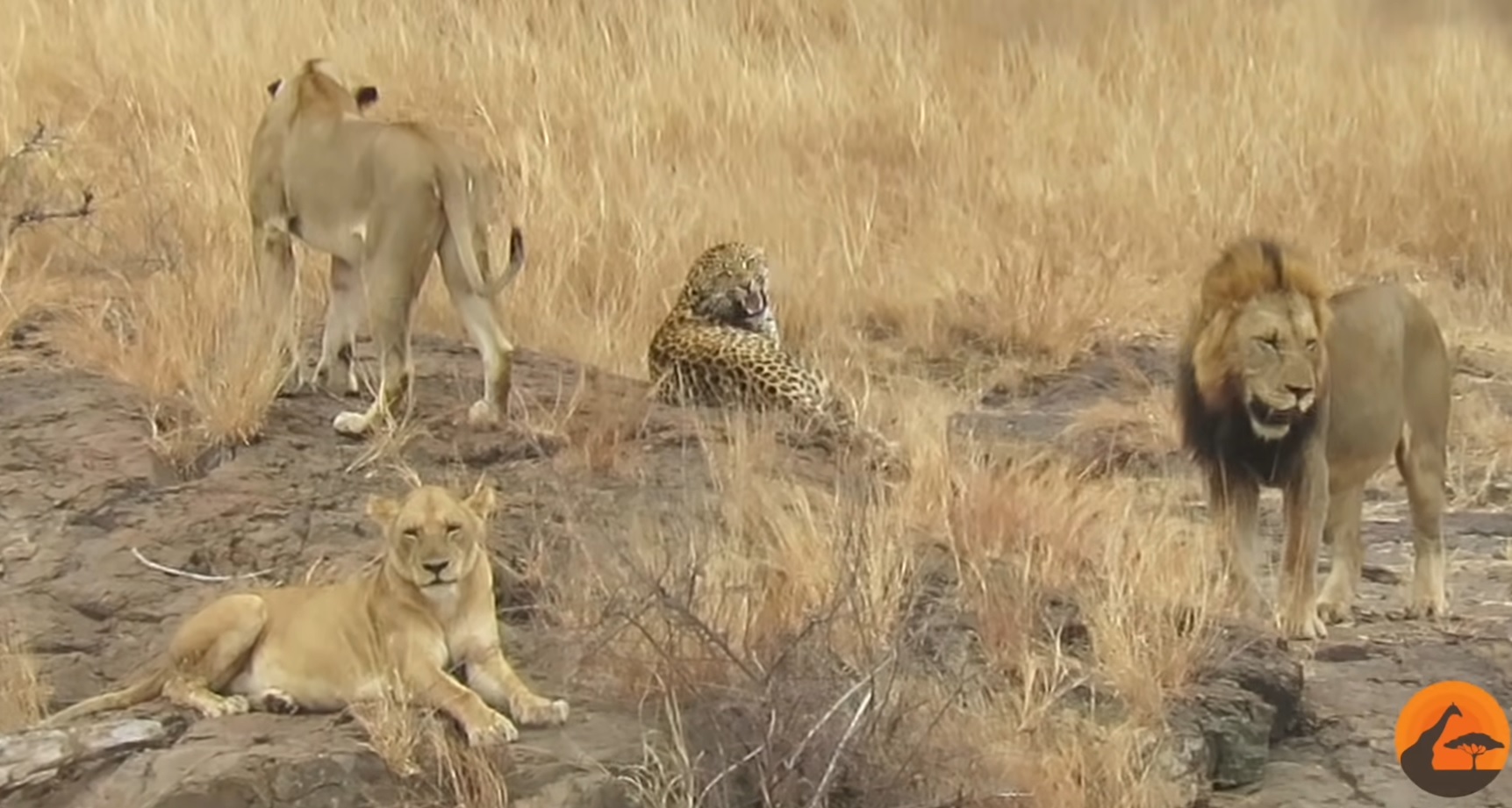 Leopard Tries To Escape Pride Of Lions