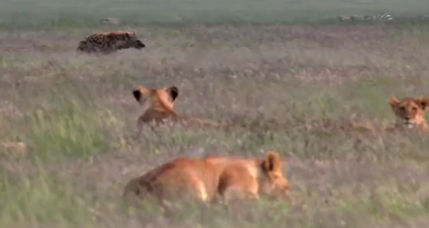 Hyena Attacks Lion & Pays The Priice
