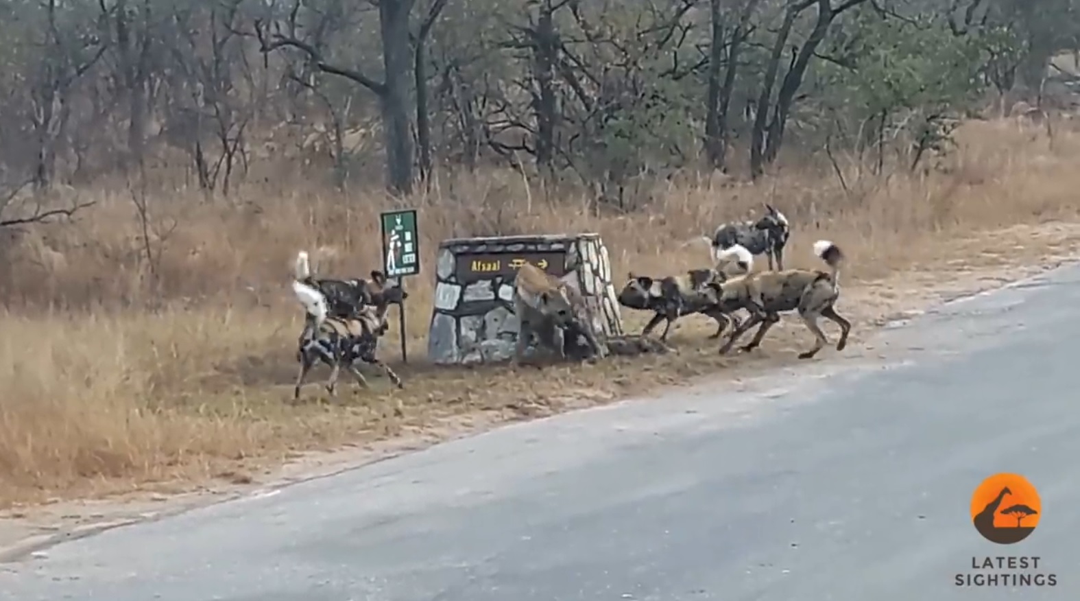 Lone Hyena vs  Wild Dogs