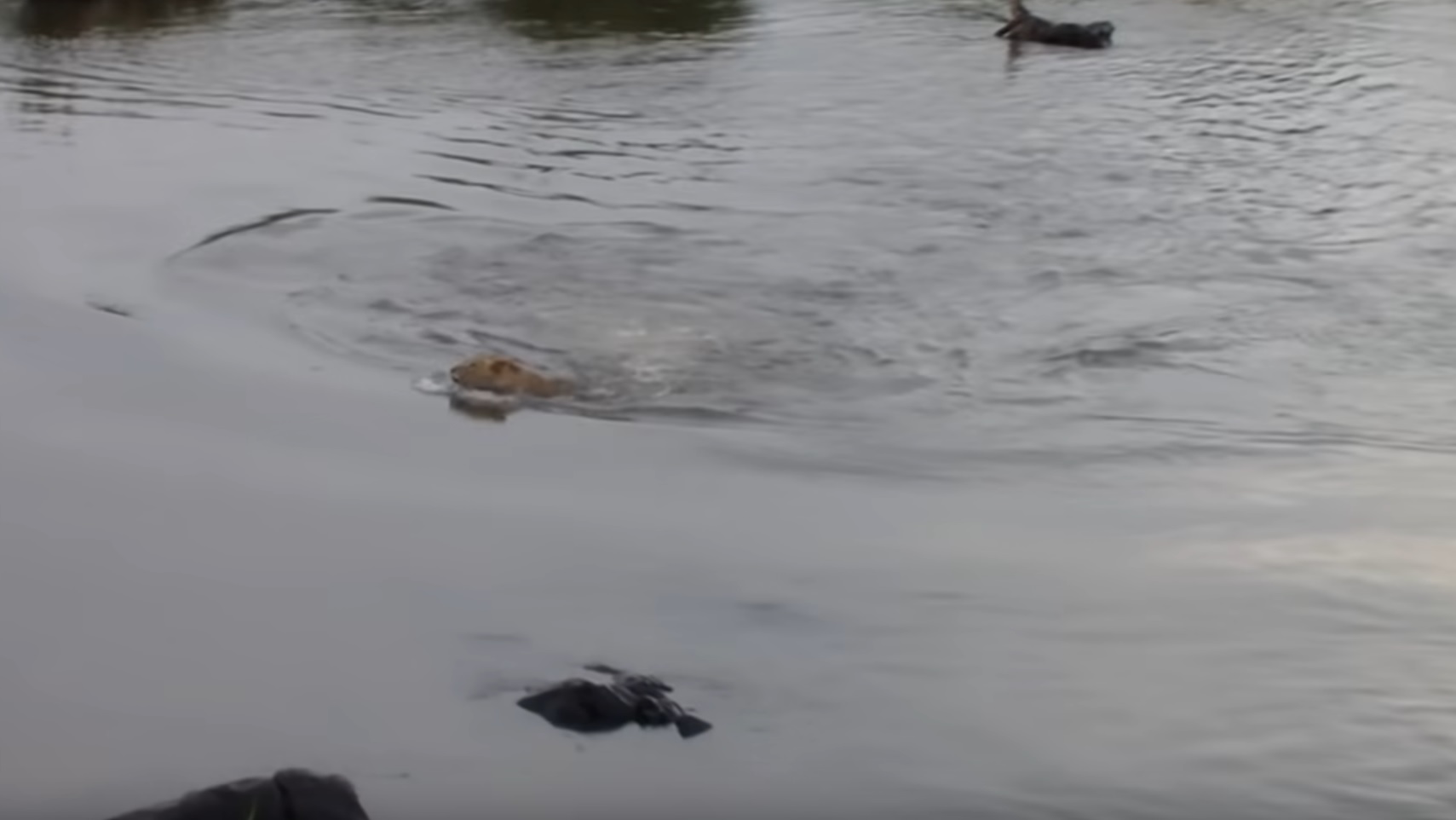 Lion Meets Crocodile While Swimming
